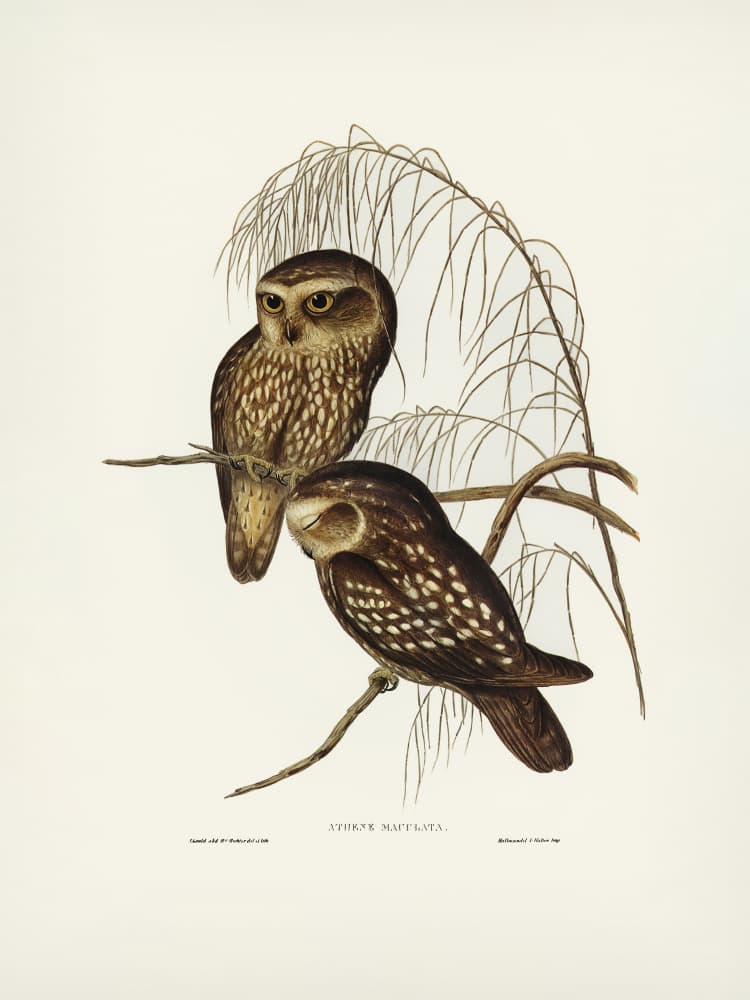 Spotted Owl by Elizabeth and John Gould — canvas wall art