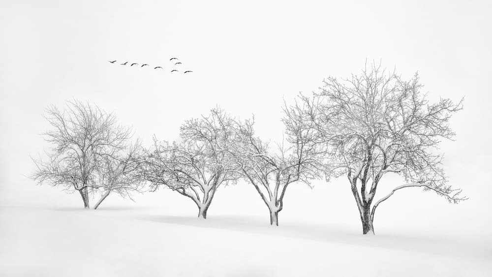 Birds Over Snowy Trees by Mei Xu — canvas wall art