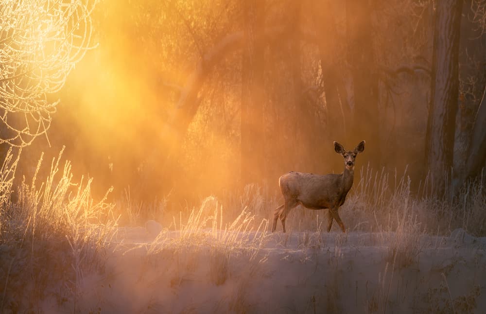 Deer in Golden Mist by Mei Xu — canvas wall art