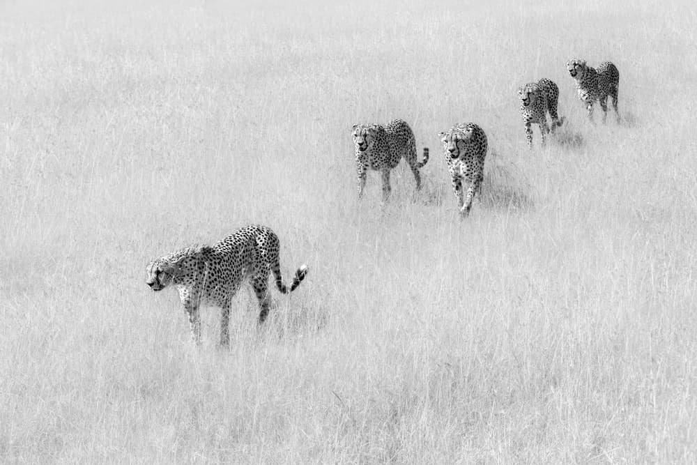 Majestic Cheetahs Walking by Jun Zuo — canvas wall art