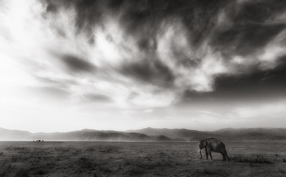 Lone African Elephant by swapnil deshpande — canvas wall art