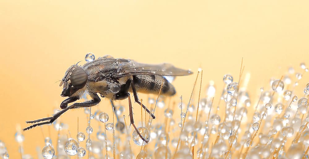 Fly with Dew Drops by Thierry Dufour — canvas wall art
