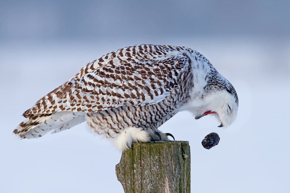 Snowy Owl Pellet Drop by Jim Cumming — canvas wall art