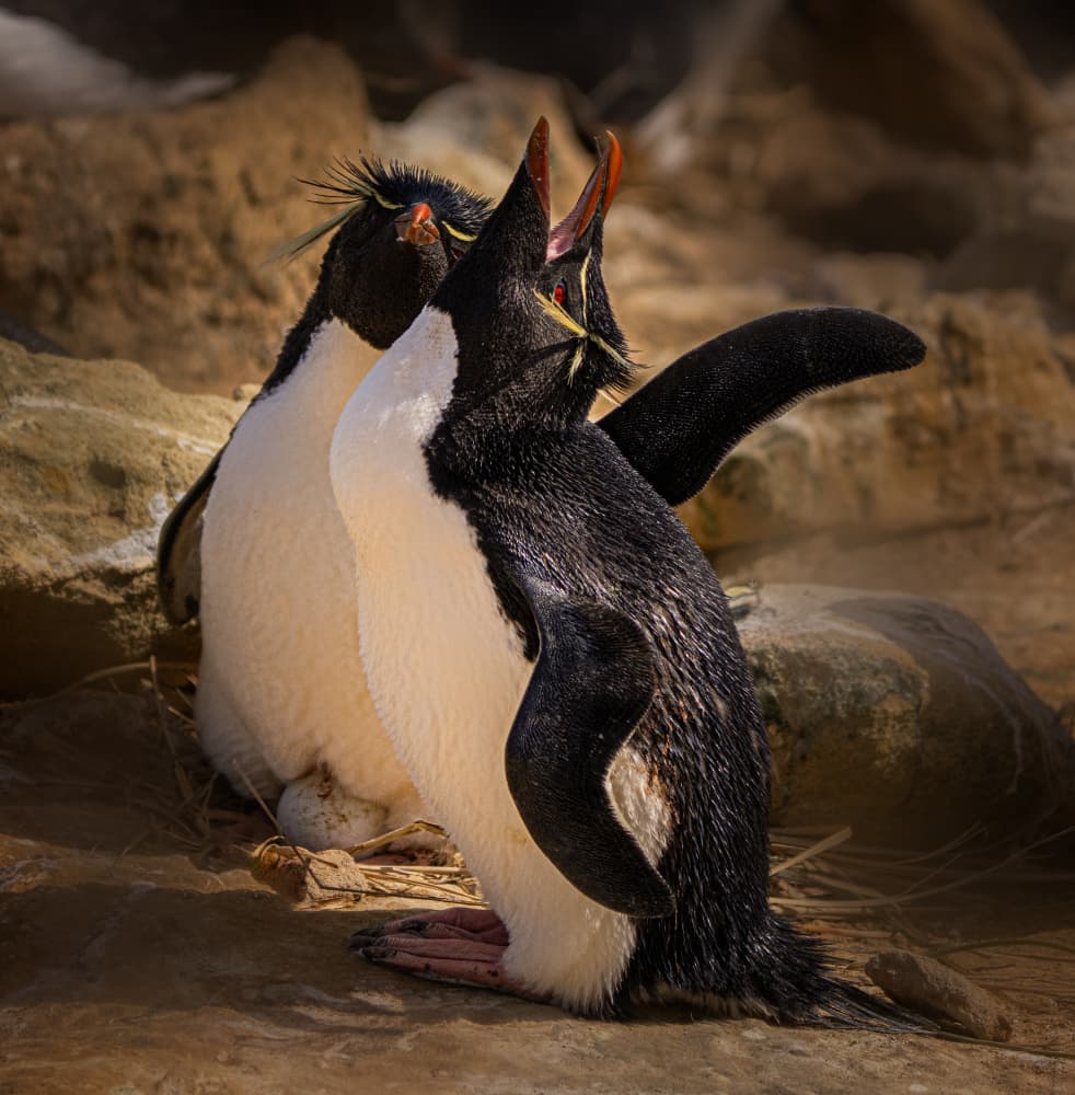 Rockhopper Penguins Calling by Yuan Su — canvas wall art