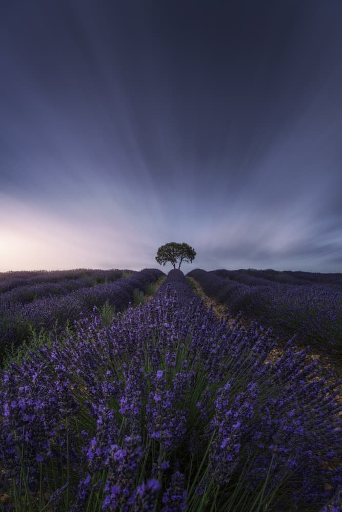Dreamy Lavender Field Tree by Jorge Ruiz Dueso — canvas wall art