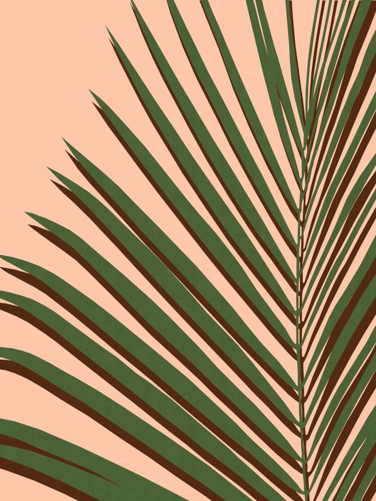 Tropical Palm Shadow by Vitor Costa — canvas wall art