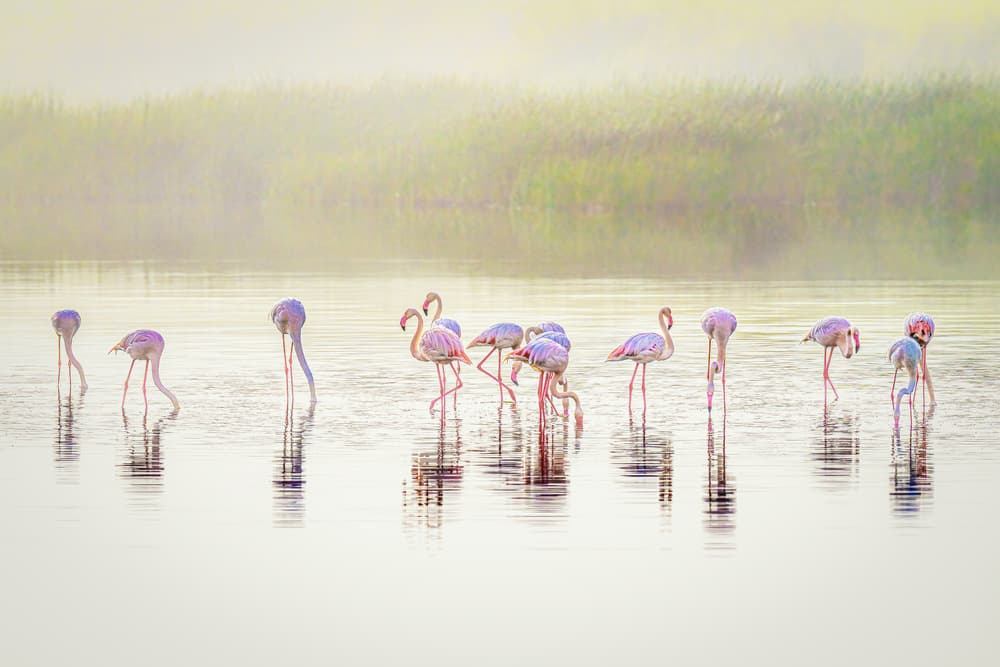 Pink Flamingos Misty Morning by Jeffrey C. Sink — canvas wall art