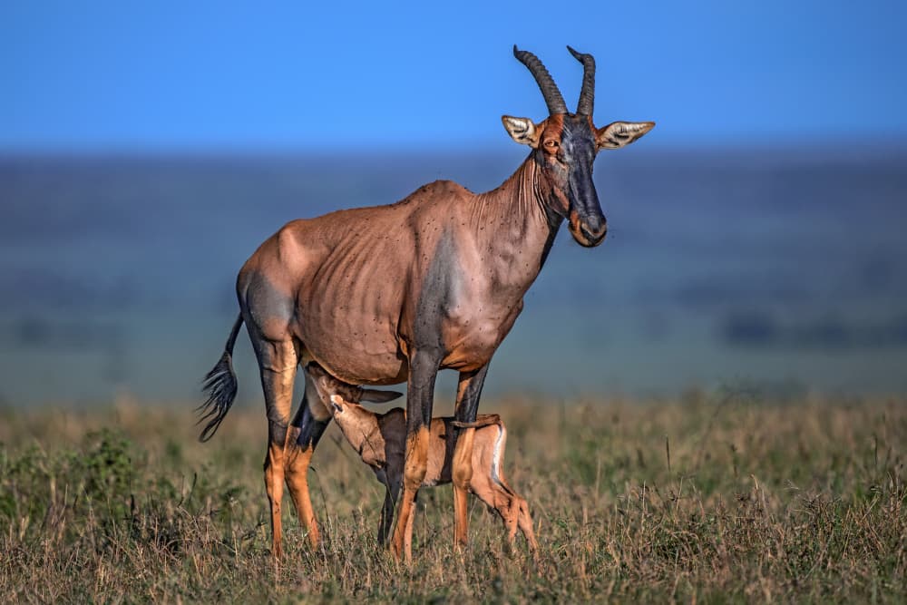 Wild Topi Mother And Calf by Xavier Ortega — canvas wall art