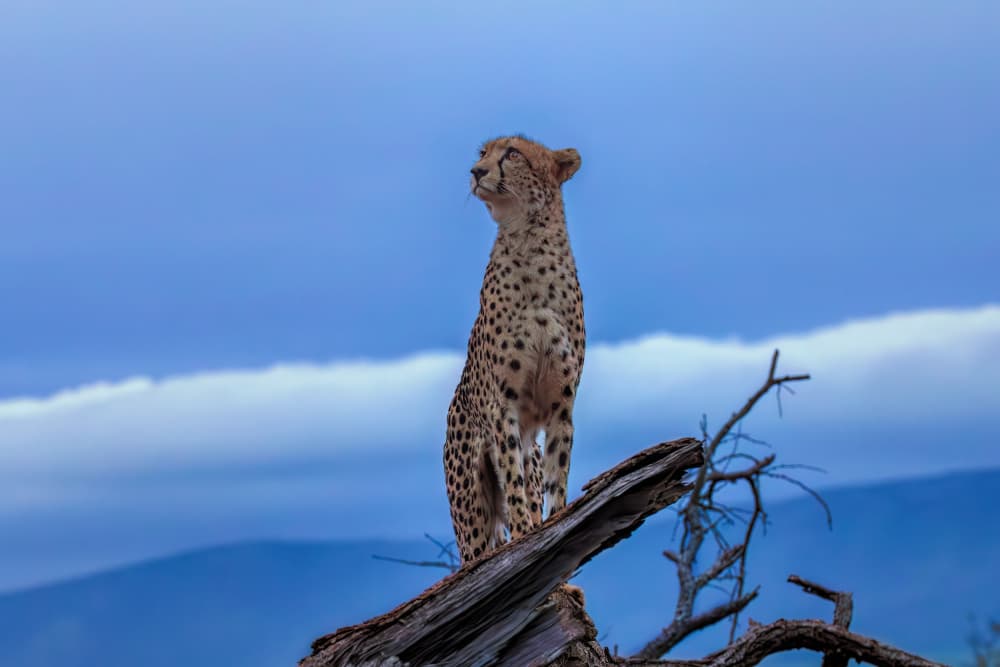 Vigilant Cheetah Gaze by Jun Zuo — canvas wall art