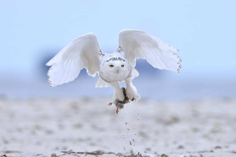Snowy Owl Hunting Prey by Gavin Lam — canvas wall art