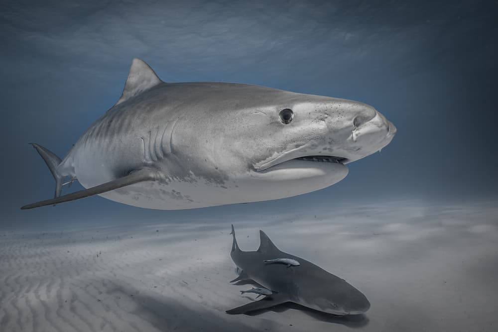 Majestic Tiger Shark by Jennifer Lu — canvas wall art