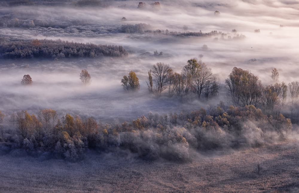 Misty Forest Morning by Fabrizio Daminelli — canvas wall art