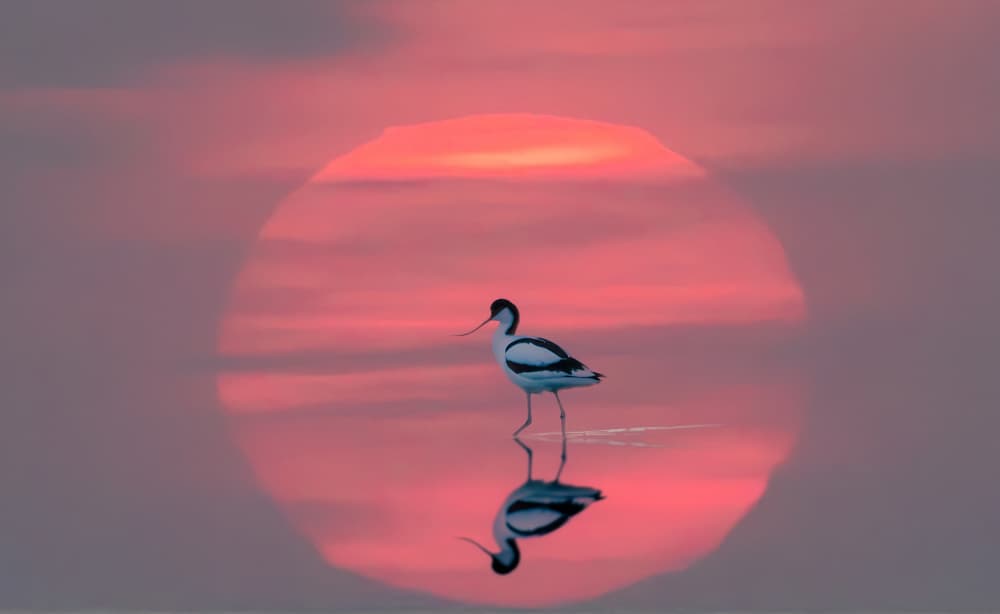 Avocet Sunset Reflection by Erik Engström — canvas wall art