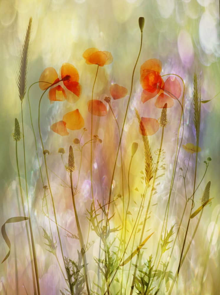 Ethereal Poppies Blooming by Hilda van der Lee — canvas wall art
