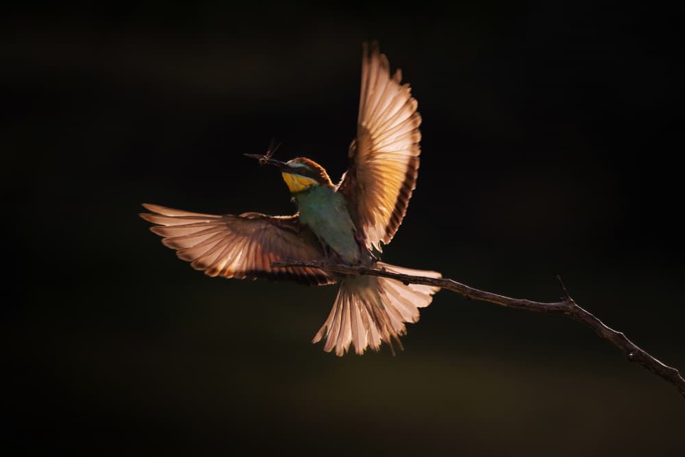 Golden Bee-eater Flight by Rob Li — canvas wall art