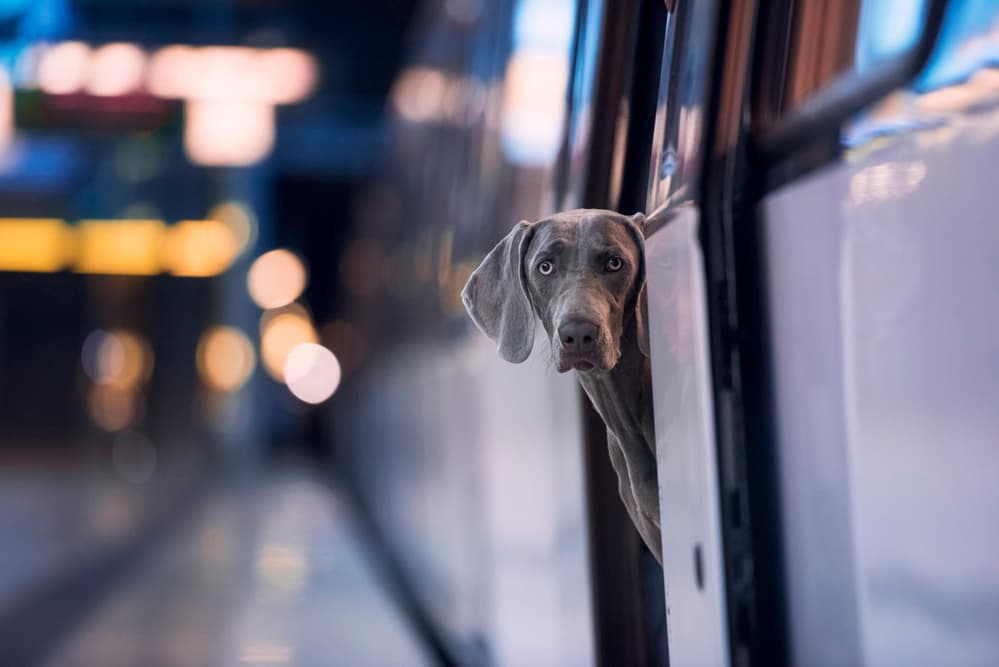 Curious Train Dog by Heike Willers — canvas wall art