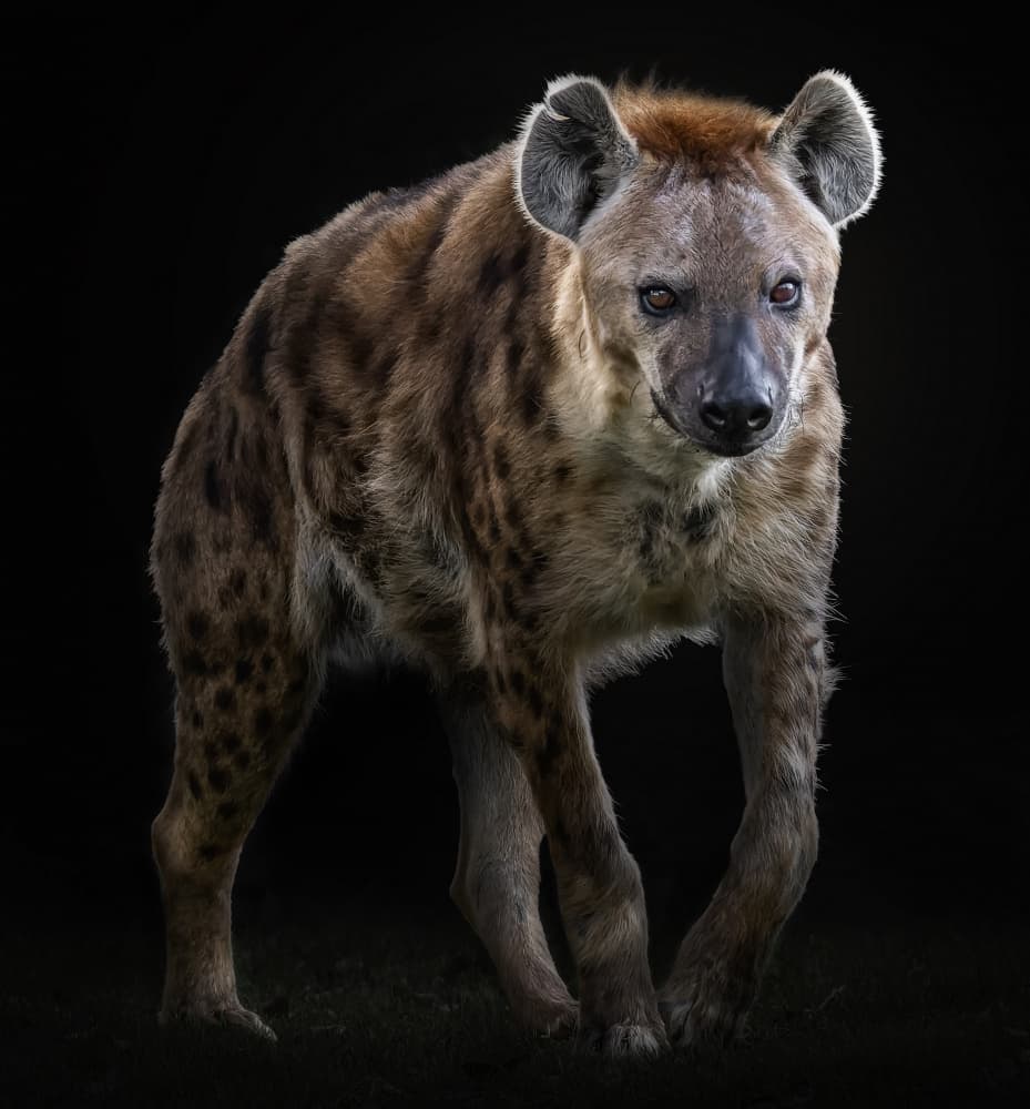 Spotted Hyena Portrait by Helena GARCIA HUERTAS — canvas wall art