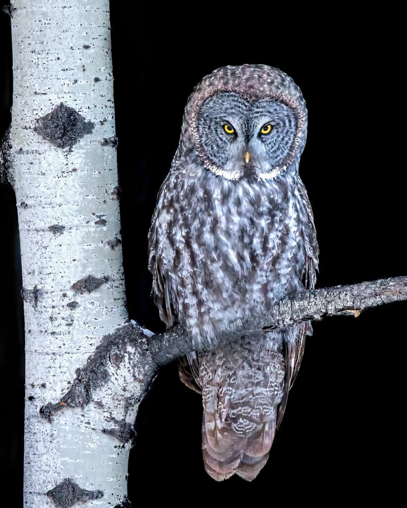 Great Gray Owl Perch by Jun Zuo — canvas wall art