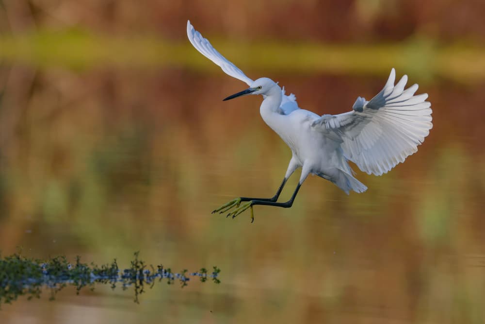 White Egret Landing by David Manusevich — canvas wall art