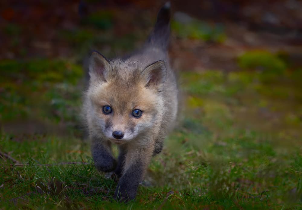 Adorable Baby Fox by Kenneth-Wei Zeng — canvas wall art