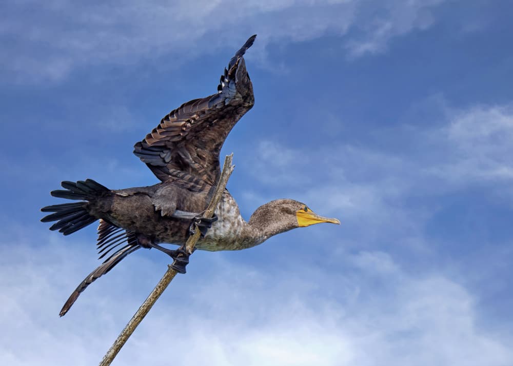 Cormorant Taking Flight by Lucie Gagnon — canvas wall art