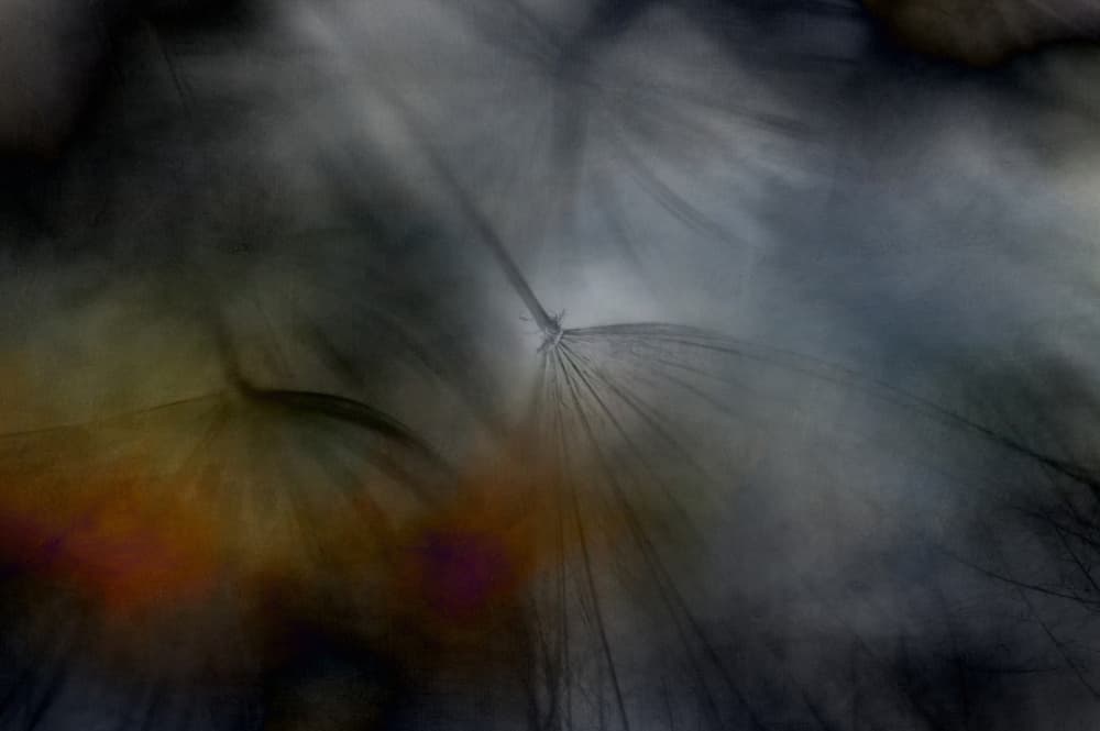 Ethereal Dandelion Seeds by Lotte Grønkjær — canvas wall art