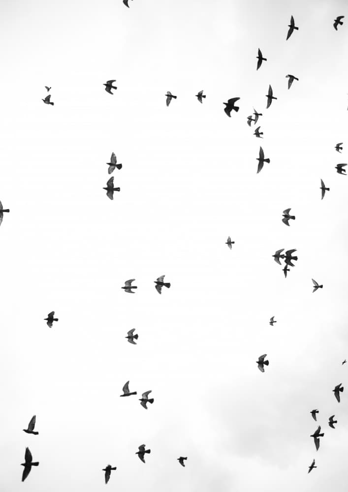 Flight in Silence by Shot by Clint — canvas wall art