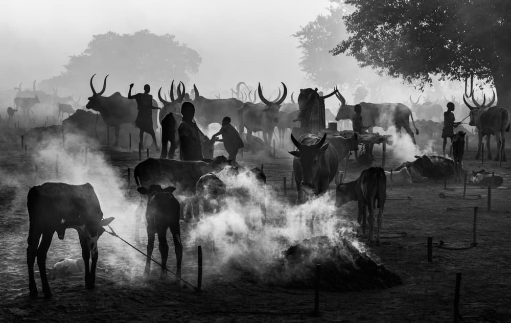 African Cattle Herders by Joxe Inazio Kuesta Garmendia — canvas wall art