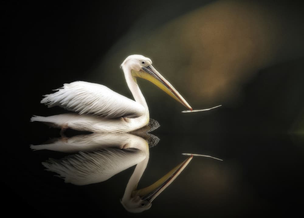 Graceful Pelican Reflection by Anna Cseresnjes — canvas wall art