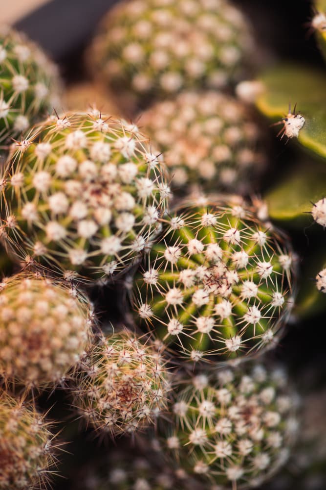 Green Cactus Texture by Javier Pardina — canvas wall art