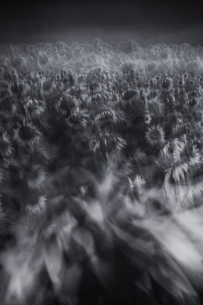 Blurred Sunflower Field by Masaki Sugita — canvas wall art