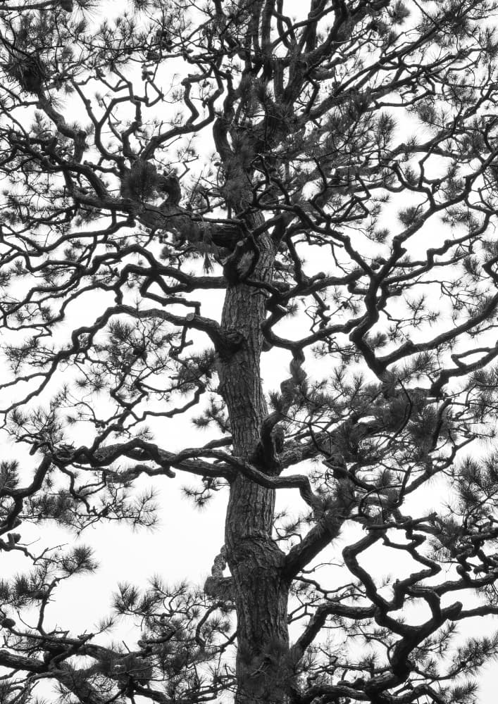 Twisting Tree Silhouette by Shot by Clint — canvas wall art