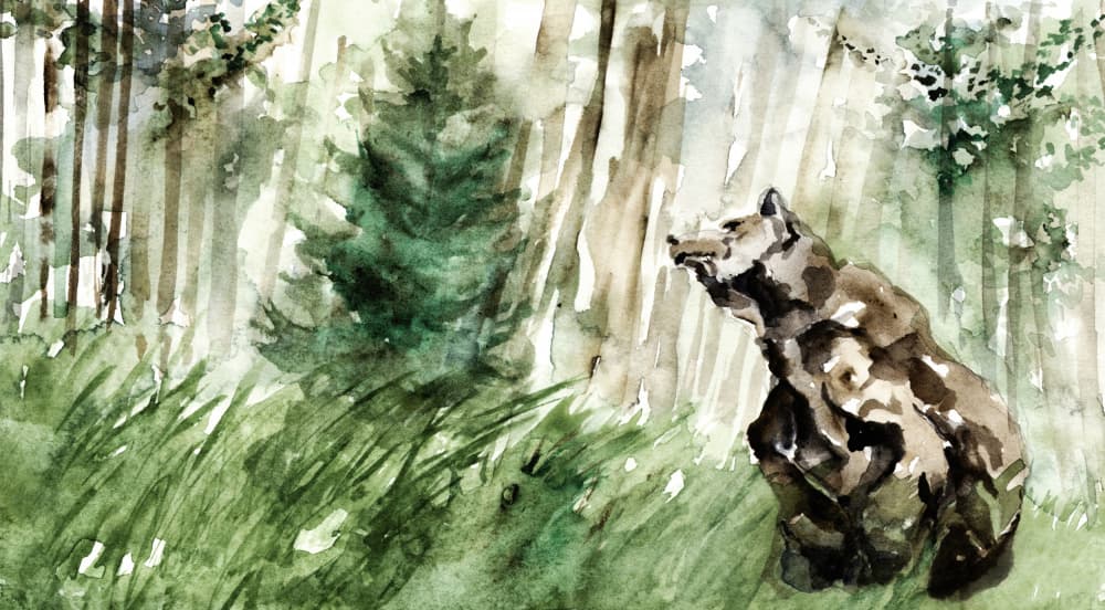 Wild Forest Bear by RodMacIver — canvas wall art