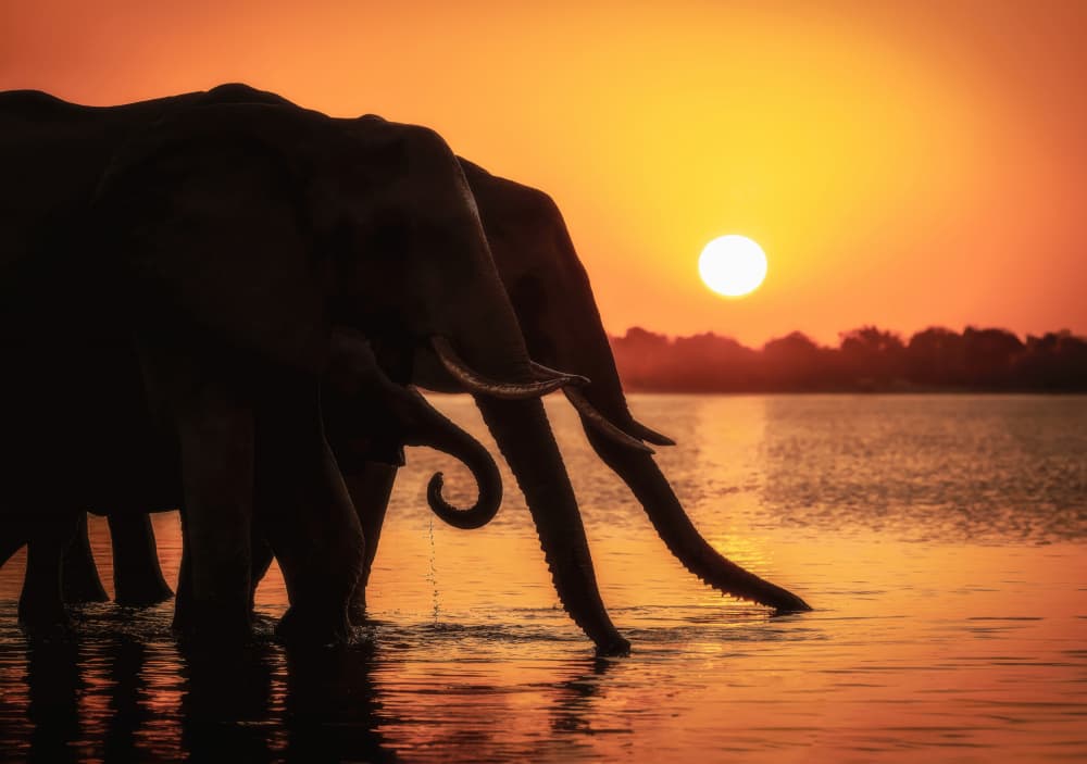 Wild Elephants Golden Sunset by Nichole Chen — canvas wall art
