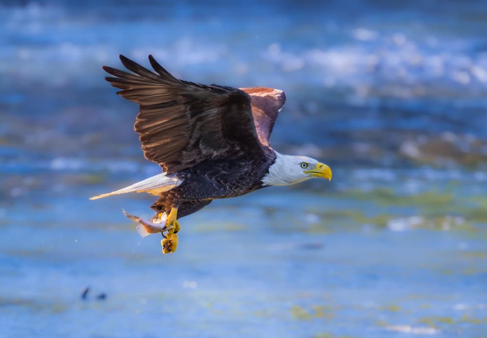 Majestic Eagle Fish Catch by Mike He — canvas wall art