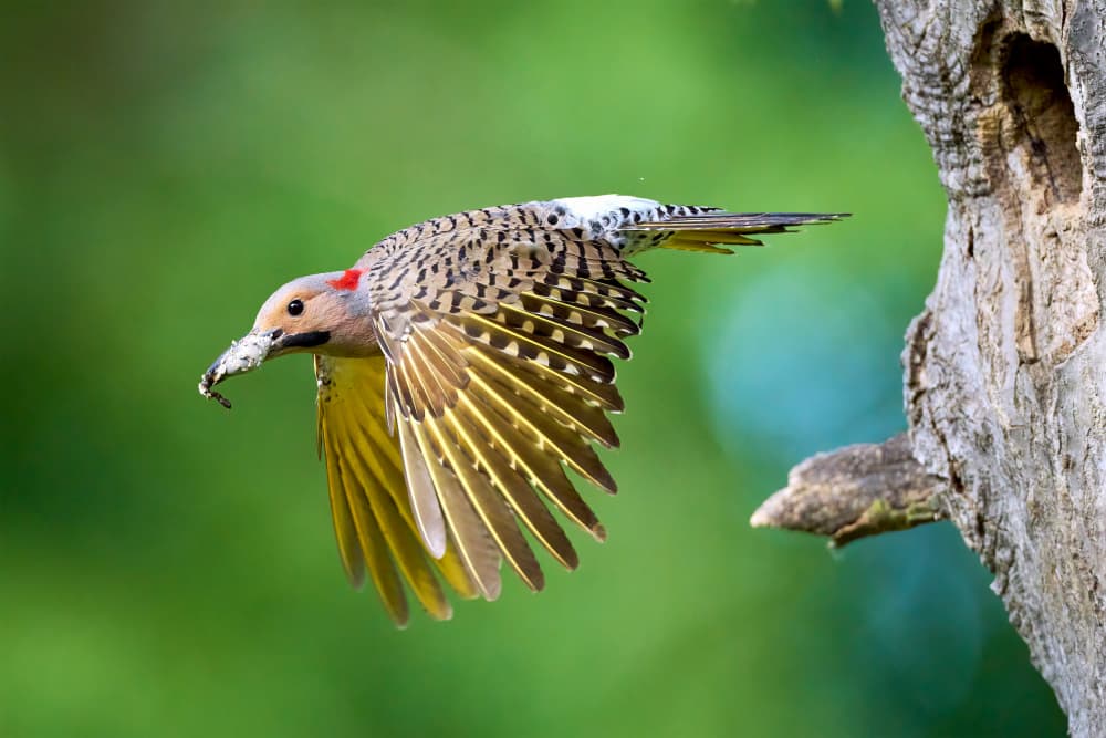 Northern Flicker in Flight by Johnny Chen — canvas wall art