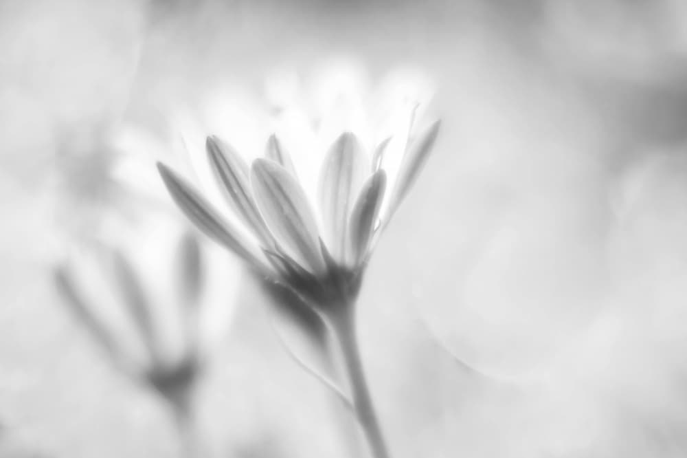 Delicate Flower Glow by Eiji Yamamoto — canvas wall art