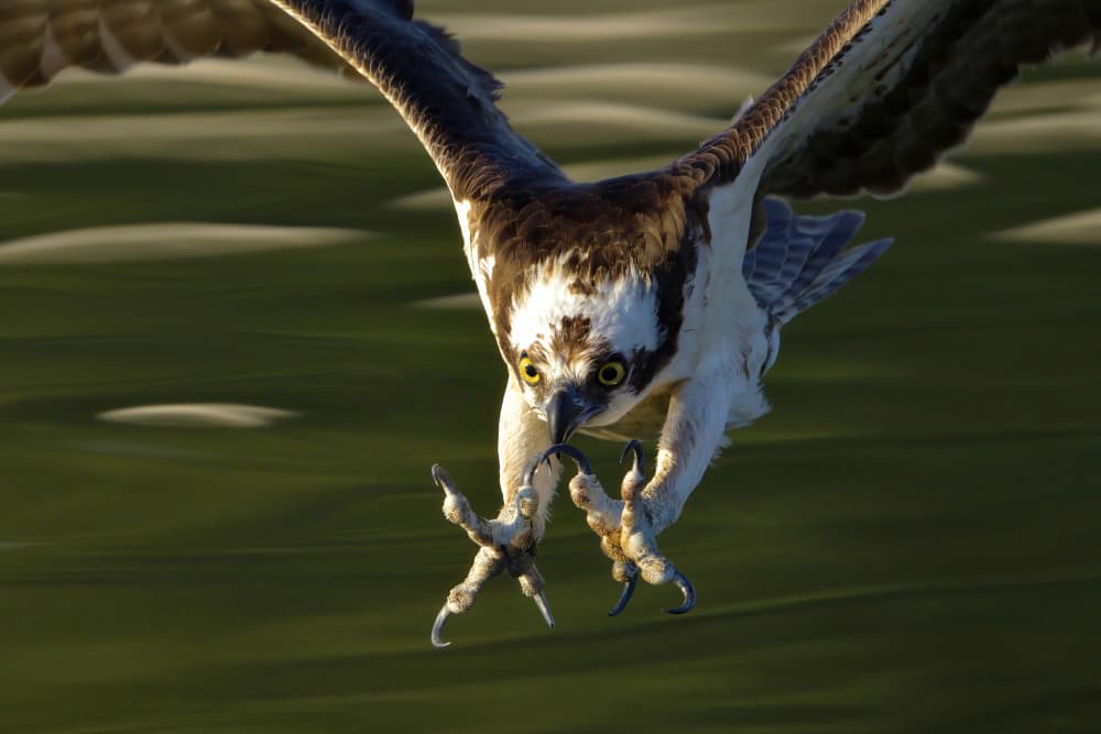 Osprey Hunter's Dive by Gavin Lam — canvas wall art