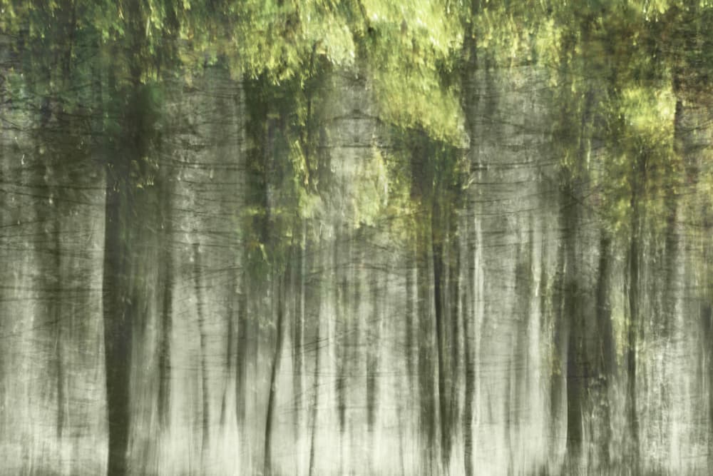 Ethereal Forest Light by Christina Sillen — canvas wall art
