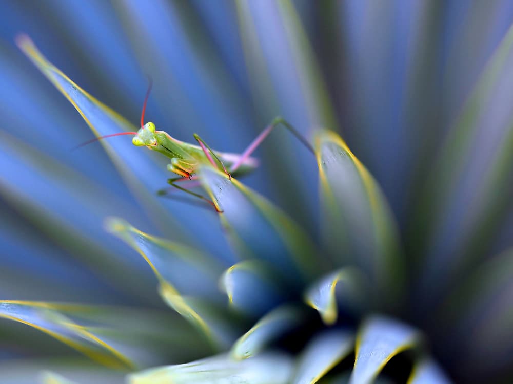 Graceful Green Mantis by Thierry Dufour — canvas wall art