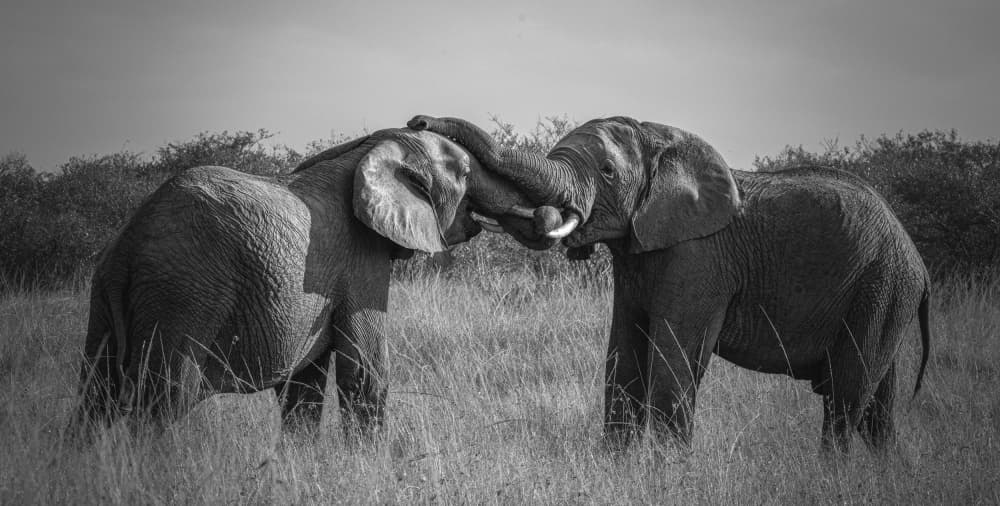 Gentle Elephant Interaction by Hamza Qarooni — canvas wall art