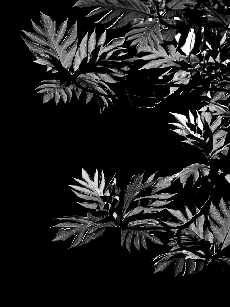 Shadows of Leaves by Shot by Clint — canvas wall art