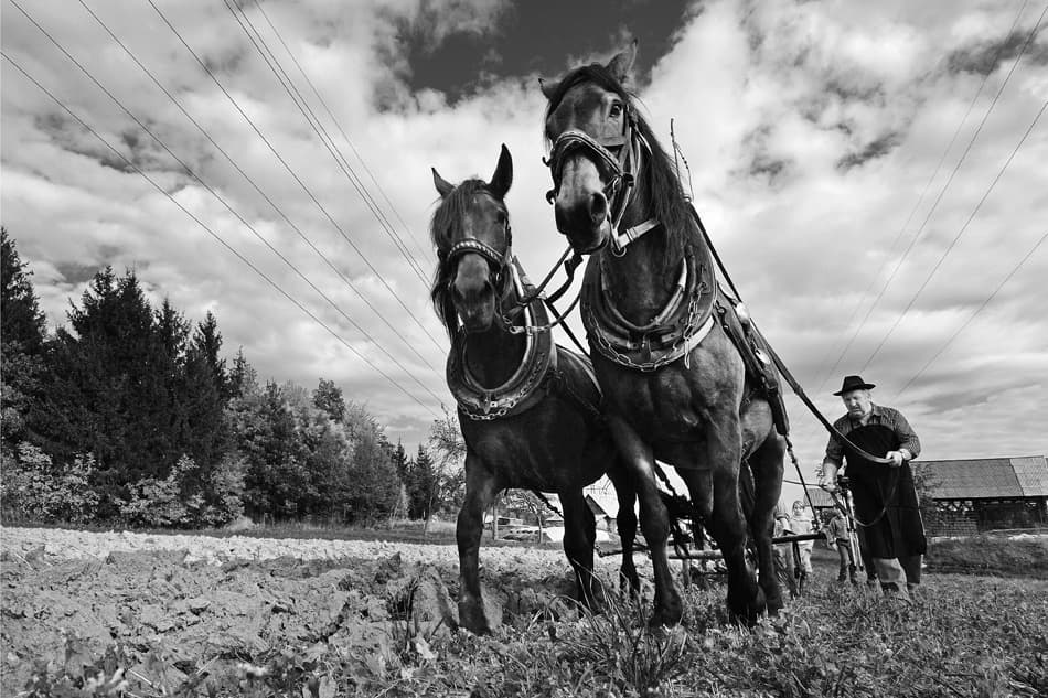 Horses Plowing Field by Jure Kravanja — canvas wall art