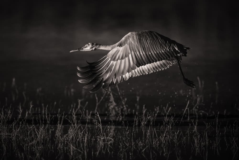 Graceful Crane Flight by C. Mei — canvas wall art
