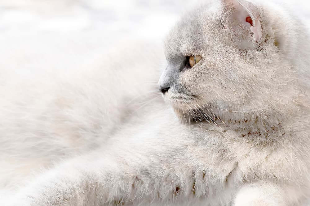 Serene Silver Cat Profile by Fauzan Maududdin — canvas wall art