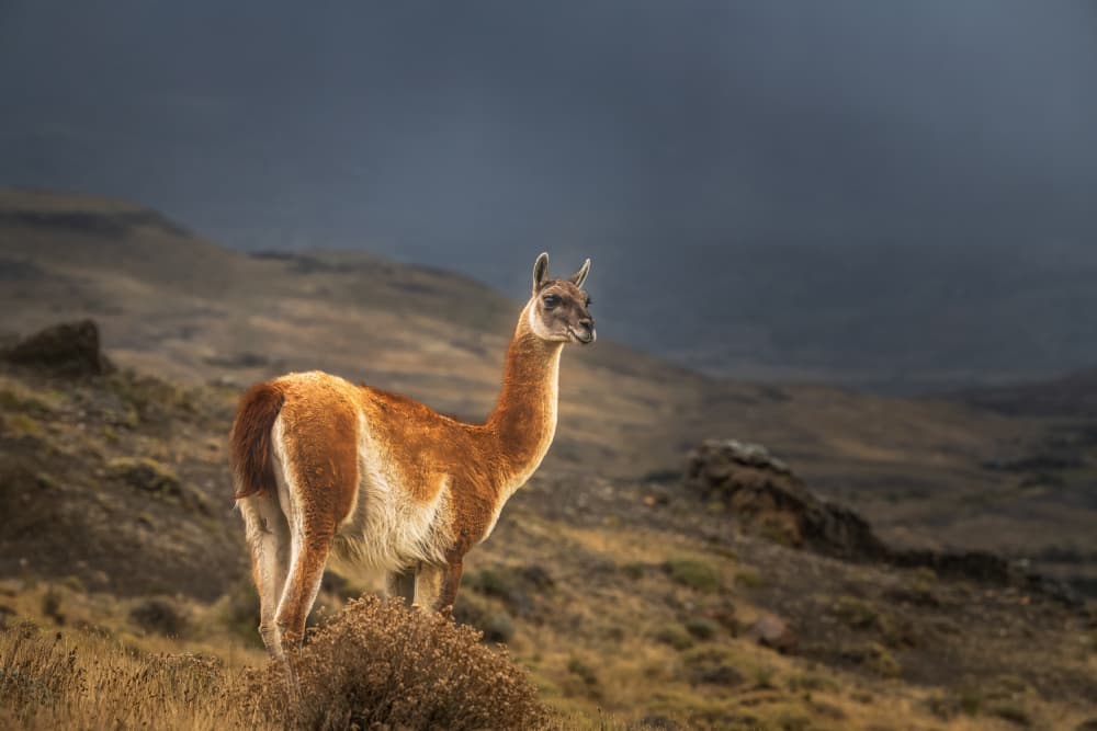 Majestic Guanaco Landscape by Allen SDCA — canvas wall art