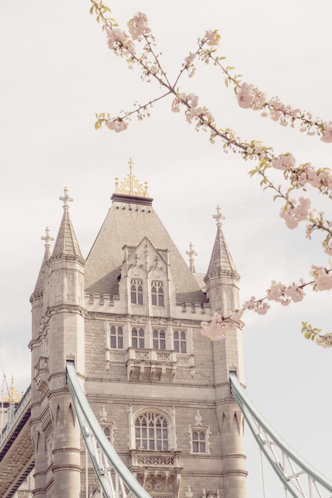 Tower Bridge Spring Blossoms by Talitha McQueen — canvas wall art