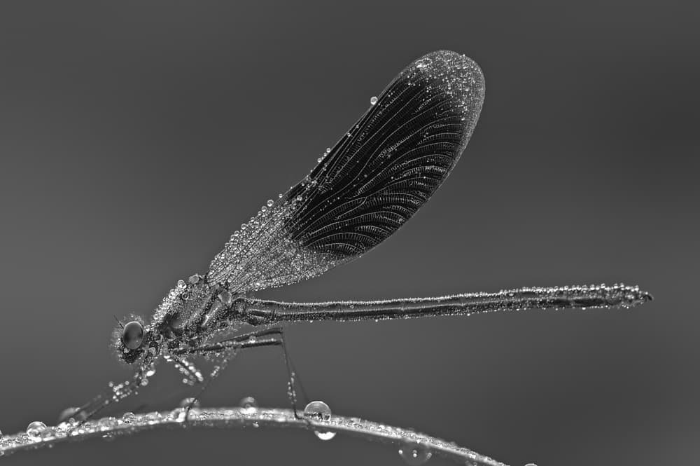 Delicate Dewdrop Damselfly by Lou Urlings — canvas wall art