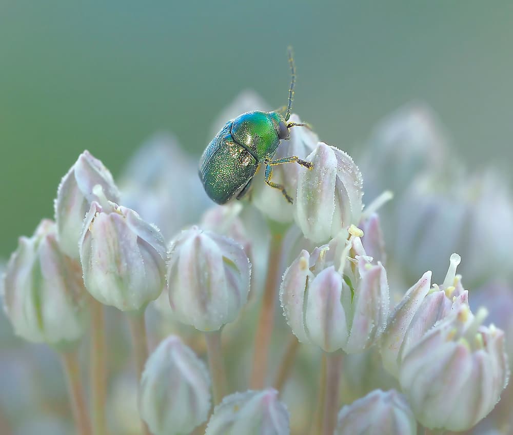 Green Beetle Flower by Thierry Dufour — canvas wall art