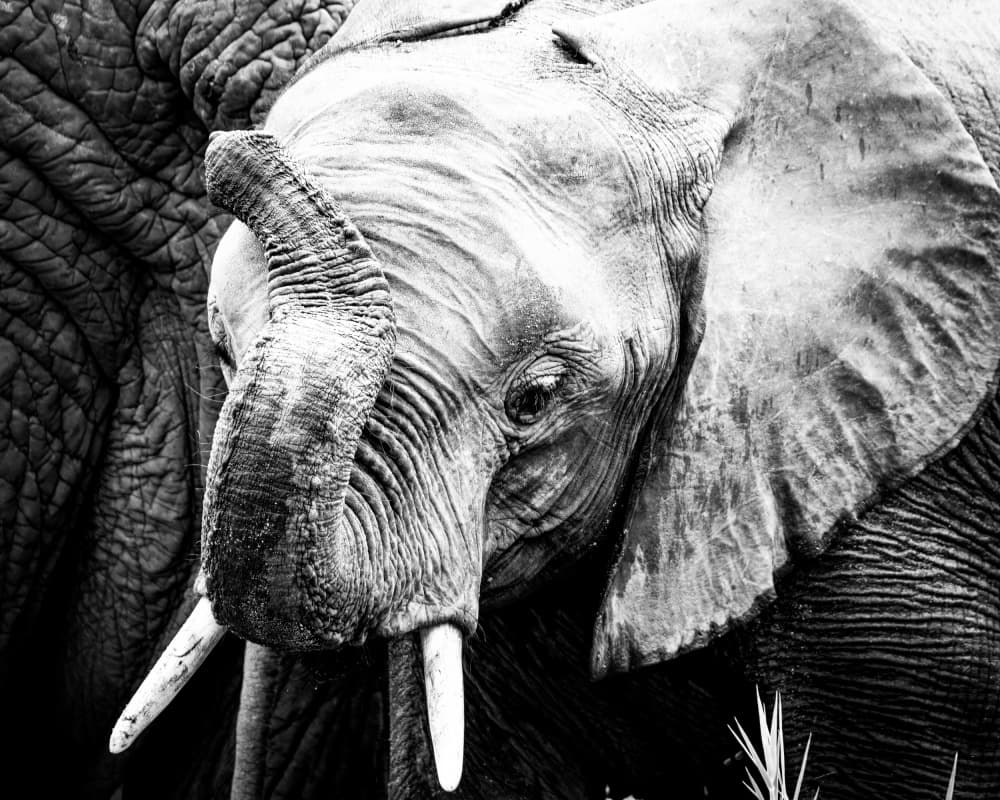 Majestic Elephant Portrait by Naomi Lupton — canvas wall art